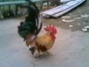 gatrong_toinghiep