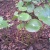 motcoidive2602