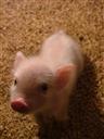 piglet1