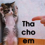 thathuchotoi