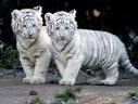 tigerbaby